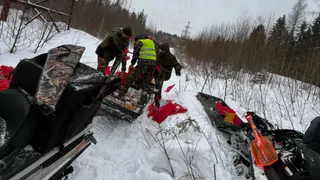 Волки “вытеснены” из дачных массивов в Коми: охотники вознаграждены