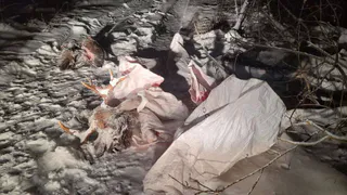 Браконьеру из Чебоксар пришлось заплатить 240 тысяч рублей за убийство лося