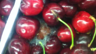 Рязанка копалась в ящике с заплесневелой черешней в "Глобусе", чтобы найти хорошие ягоды