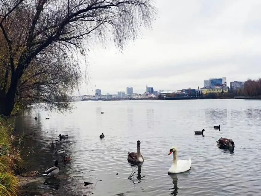 Нижнекамцам рассказали о зимующих лебедях