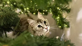 Как не надо называть свою кошку: имена, которых лучше избегать - совет зоопсихолога