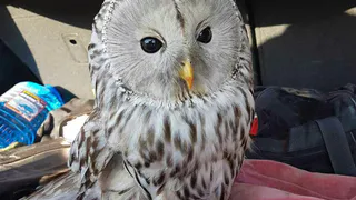 Рязанец спас от гибели ручную сову