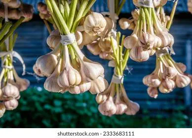 Как сохранить чеснок на целый год