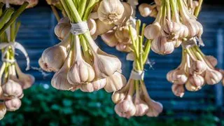 Как сохранить чеснок на целый год