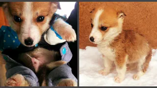 Дай лапку: Джек, Соня и Лисенок ищут хозяев