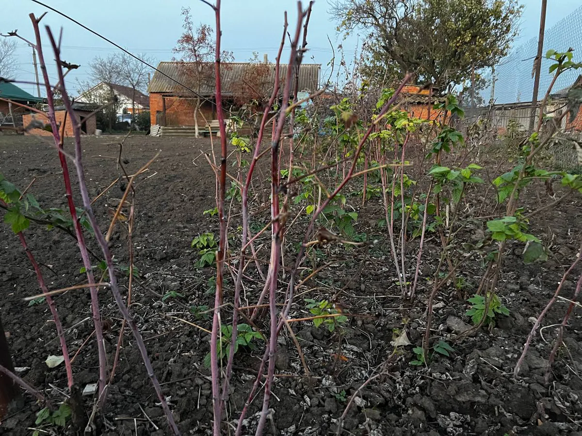 Посеяла один раз и собираю плоды вечно: 6 многолетних овощей для ленивого урожая