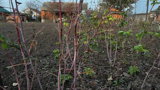 Посеяла один раз и собираю плоды вечно: 6 многолетних овощей для ленивого урожая