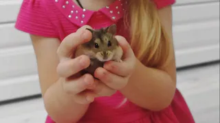 С 7 марта домашние животные теперь будут роскошью: вводится новый "ветеринарный налог"