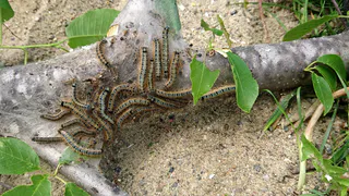 В Рязанской области проведут обработку лесов для подавления непарного шелкопряда