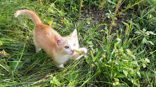 "Мартовский кот": голосование идет, ставьте "нравится" самым симпатичным участникам