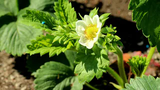 Как добиться богатого урожая клубники: секреты успешного цветения