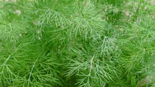 Укроп взойдет щеткой и весь сезон будет кудрявый, без зонтиков. Гениально простая советская хитрость