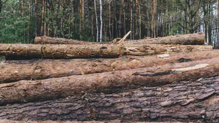 В Александровском районе пресекли нарушения лесного законодательства