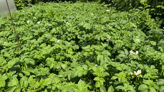 Как начал цвести картофель — первым делом засыпаю под корень: 20 кустов выдают урожай на всю зиму