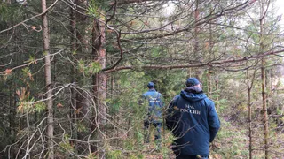 В Чувашии из-за молнии произошел пожар в лесу