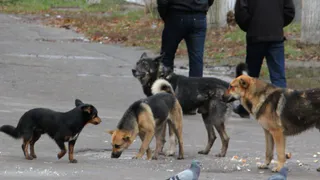 Страшно выходить: на Белякова обосновалась свора бродячих собак