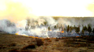 За выходные рязанским пожарным пришлось 393 раза тушить сухую траву