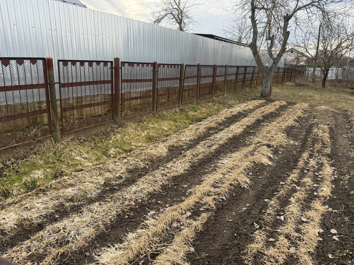 "Сажаю между рядами картошки и получаю в два раза больше урожая": рабочая схема для дачников