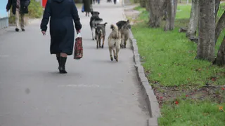 В Рязани будут отлавливать бездомных животных