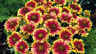 Шикарный ковер из цветов: этот многолетник просто обожают все дачники