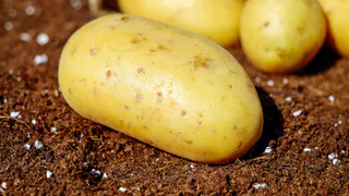 Сыплем горстку, а собираем ведрами: добавляем в лунку при посадке картофеля эту смесь