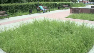 Все поросло травой: в Песочне запустили сквер Скобелева