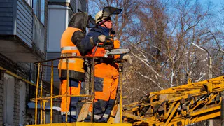 Аварийные деревья: на окраинах Рязани спилили клены и ясени