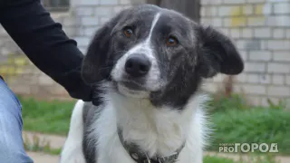 В России хотят ввести налог на домашних животных