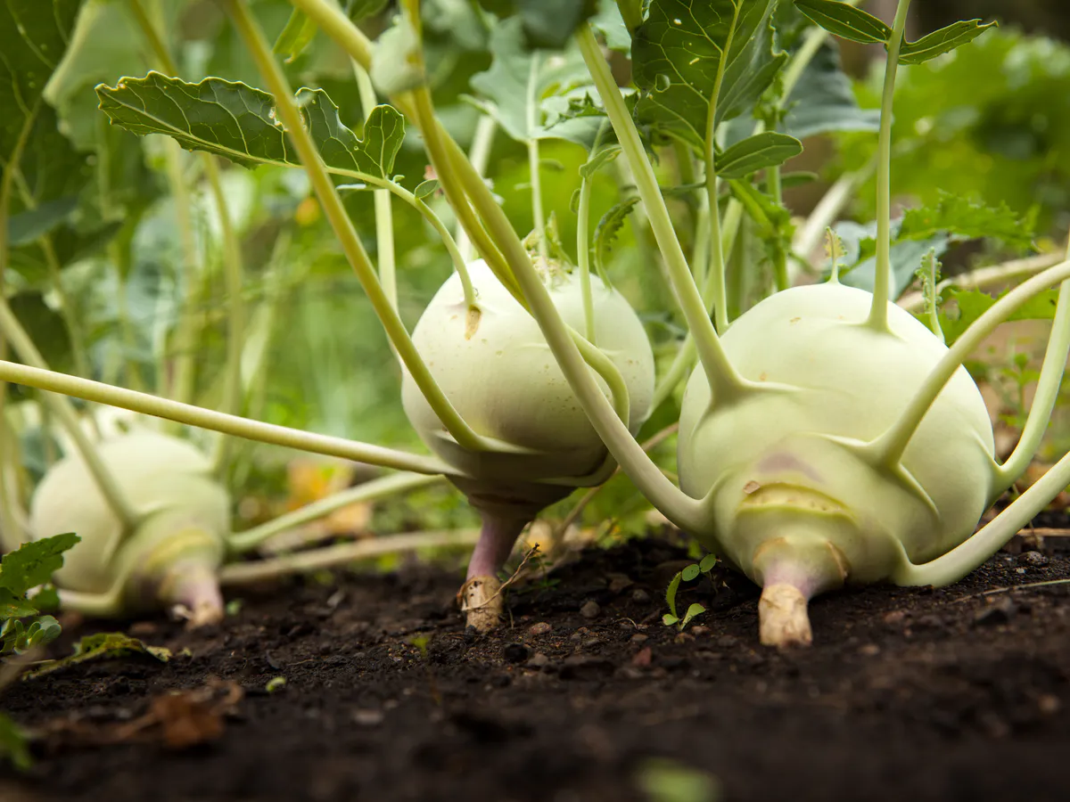 Осеннее оздоровление теплицы: простой метод восстановления почвы за зиму