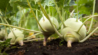 Осеннее оздоровление теплицы: простой метод восстановления почвы за зиму