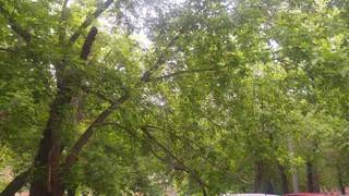 Разросшиеся городские деревья представляют опасность для жителей Магнитогорска