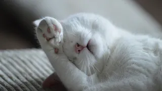 Благодарны ли уличные коты за то, что их забрали домой. Запомните это раз и на всю жизнь