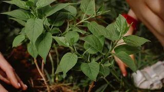 Рекорд озеленения: жители Татарстана высадили более 4 млн деревьев за год