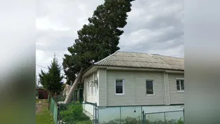В Челябинской области 20-метровая пихта рухнула на жилой дом