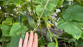 Поливаем огурцы содой: какой эффект дает пищевая сода, как и когда правильно вносить подкормку – запомните лайфхак