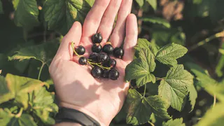 Защита смородины от вредителей и болезней: как правильно подготовить куст к зиме