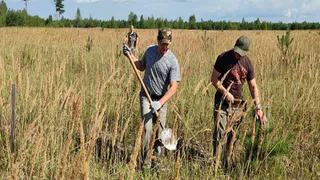 В Ковровском районе расчистили от поросли 20 гектаров редкой сосновой плантации
