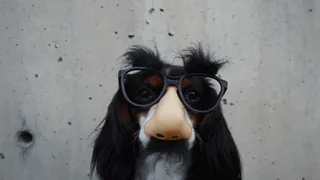 Сегодня в Рязани пройдет "Новогодний карнавал собак"