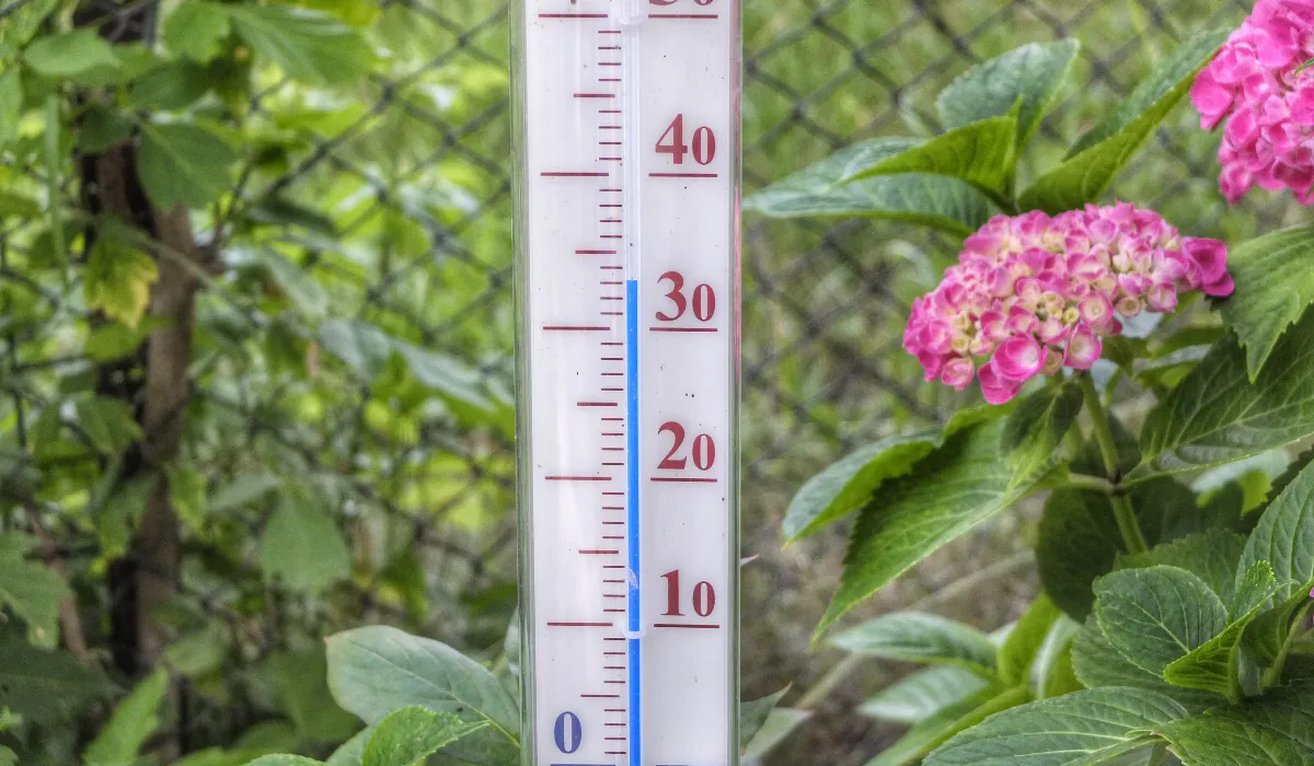 Как помочь растениям пережить жару: эффективные подкормки и советы