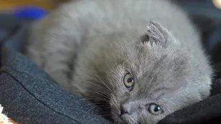 "Перестаньте травить этим кошек": в Роскачество назвало самые опасные корма для питомцев