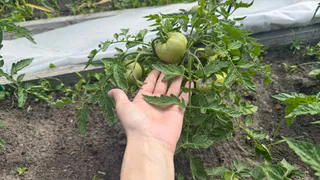 1 г на 10 л и опрыскала помидоры во время цветения: гнутся от урожая даже в плохое лето – собираю ведрами