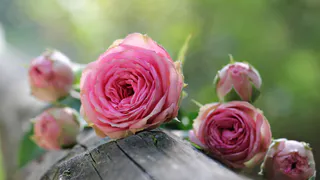 Нашла отличную замену розам - дивный многолетник для лентяев: идеален для северных регионов