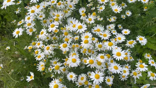 Погода в Чувашии 21 июля принесет тепло и местами дожди