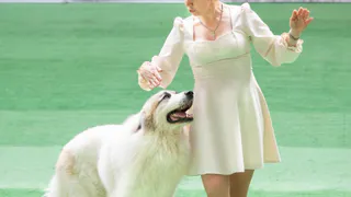 Жительница Владимирской области выиграла «серебро» на танцевальном турнире с псом