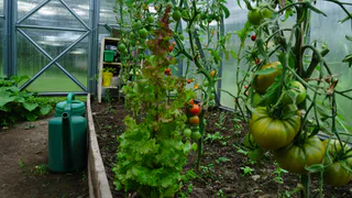 Сажаю 3 культуры в ноябре – собираю урожай в мае: соседи только начинают посадки, а мы уже едим салаты