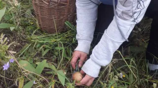 Как собрать грибы и не получить штраф в миллион рублей – советы эксперта