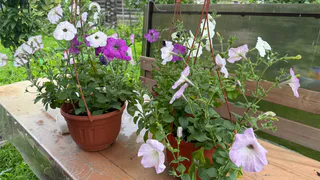 Вместо надоевшей петунии — первым делом: посадите этот многолетник — цветы яркие, аромат на 2 км в округе. Украшение вашего сада