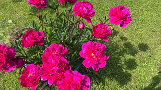 Крошку в горшок — и герань как подменили: листва не вянет, а бутоны лезут даже на молодых черенках