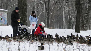 Центральный парк Рязани стал пристанищем сотен уток и других птиц – фоторепортаж