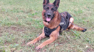 Четвероногий сыщик Юта помогла раскрыть крупную кражу в Челябинской области